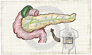 Pancreas Anatomy Human