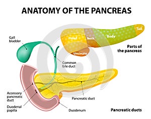 Páncreas. marcado 