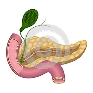 Pancreas anatomy. Main duct and large papilla. photo