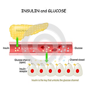 Pancreas and cell with Glucose channel and Insulin receptor