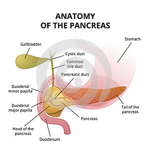 Pancreas and the duodenum location