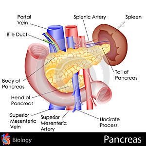 Pancreas photo