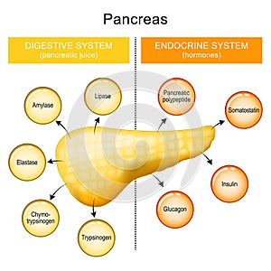 Pancreas function. pancreatic juice and hormones of a human pancreas photo