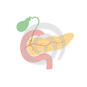 Pancreas and gallbladder