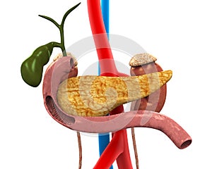 Pancreas, Gallbladder and Duodenum Anatomy