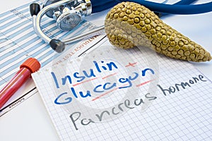 Pancreas gland hormones insulin and glucagon concept photo. Notepad inscribed with insulin and glucagon is near figures of pancrea