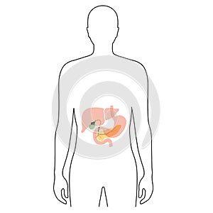 Pancreas an human body