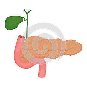 Pancreas human model, organ in cartoon style isolated on white background. Function, insulin system. Health care, education