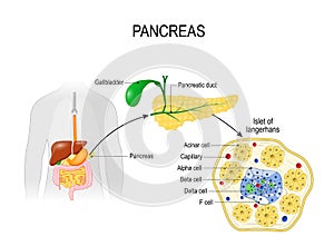 Pancreas. Human silhouette with highlighted internal organs. Closeup of pancreas and islets of Langerhans photo