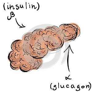 The pancreas and its hormones. Glucagon and insulin. Freehand sketchy drawing. Diabetes mellitus and other endocrinological