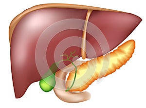 Pancreas and liver