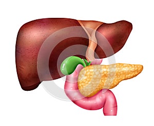Pancreas And Liver Composition