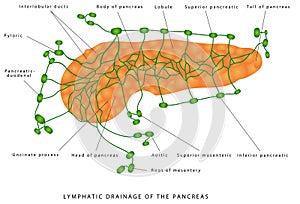 Pancreas - lymphatic drainage