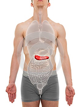 Pancreas Male - Internal Organs Anatomy - 3D illustration