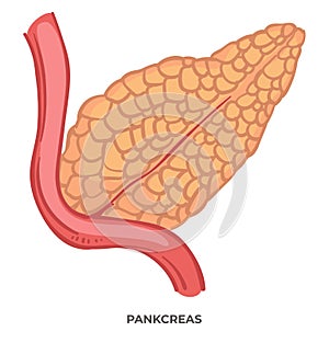 Pancreas organ of human body, biology and anatomy