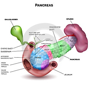 Pancreas parts and surrounding organs