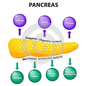 Pancreas. secretory function