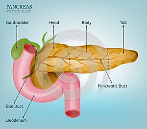 Pancreas Vector Image