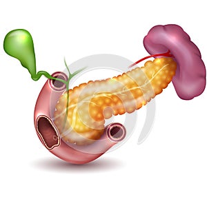 Pancreas on white photo