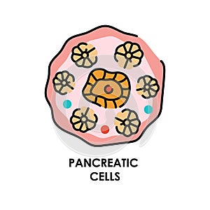 Pancreatic cell color line icon. Microorganisms microbes, bacteria.