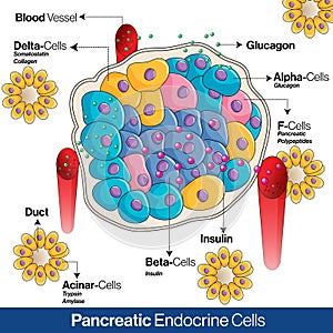 Pancreatic endocrine cells anatomy showing endocrine cells involved in secretion of hormones photo