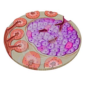 Pancreatic gland