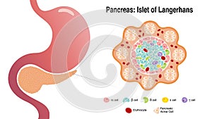 Vector illustration slide of the pancreatic islet cells