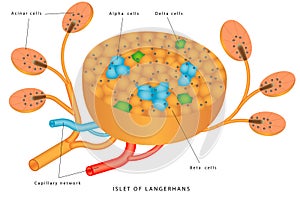 Pancreatic islet