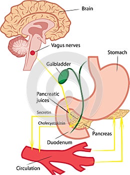 Pancreatic secretion illustration