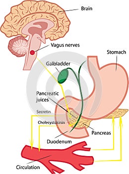 Pancreatic secretion illustration photo