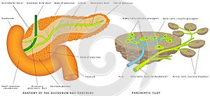 Pancreaticobiliary System