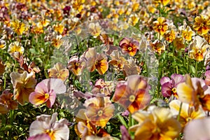 Pancy viola hortensis violaceae flowers blooming