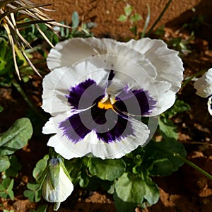 Pancy Violet Flower photo