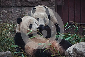 Panda - Ailuropoda melanoleuca
