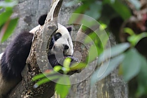 This is a panda with anticipation