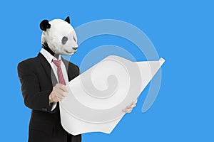 Panda architect checking blueprints