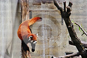 Panda in Assiniboine Zoo, Winnipeg, Manitoba