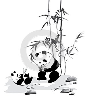 Panda and baby eat a bamboo