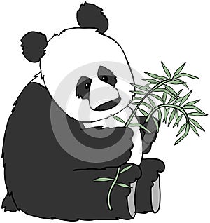 Panda Bear