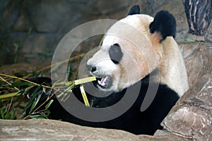 Panda Bear photo