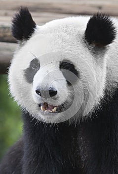 Panda bear