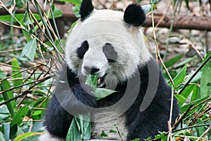 PANDA BEAR