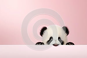 Panda bear above empty banner looking at camera. World wildlife day or National panda day banner. Flyer design with cute