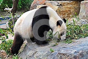 The Panda