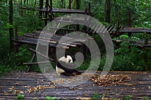 Panda bear: arguably the icon of Chengdu, or even Sichuan Province. Though considered as carnivore, it eats mostly bamboo (over 9