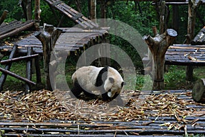 Panda bear: arguably the icon of Chengdu, or even Sichuan Province. Though considered as carnivore, it eats mostly bamboo (over 9