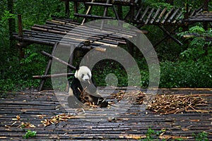 Panda bear: arguably the icon of Chengdu, or even Sichuan Province. Though considered as carnivore, it eats mostly bamboo (over 9