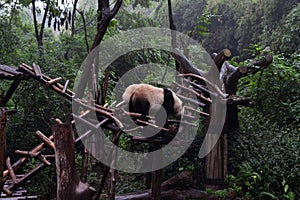 Panda bear: arguably the icon of Chengdu, or even Sichuan Province. Though considered as carnivore, it eats mostly bamboo (over 9