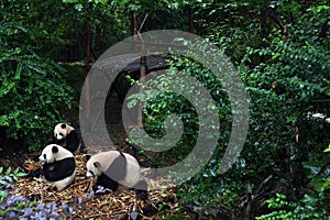 Panda bear: arguably the icon of Chengdu, or even Sichuan Province. Though considered as carnivore, it eats mostly bamboo (over 9