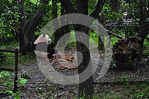 Panda bear: arguably the icon of Chengdu, or even Sichuan Province. Though considered as carnivore, it eats mostly bamboo (over 9